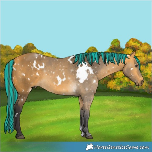 Horse Color:Painted White Spotted Buckskin 