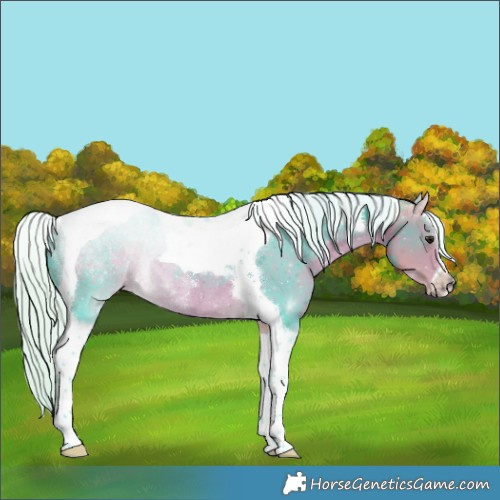 Horse Color:Watercolor Silver Buckskin Sabino Tobiano Rabicano