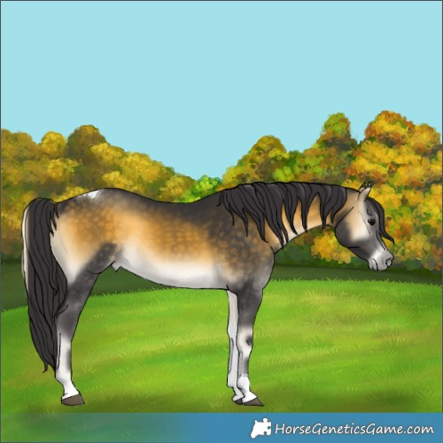 Horse Color:Buckskin Onyx Tobiano Rabicano 