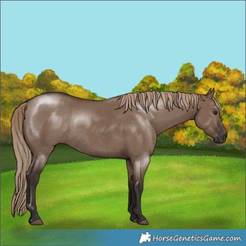 Horse Color:Liver Red Dun Rabicano 