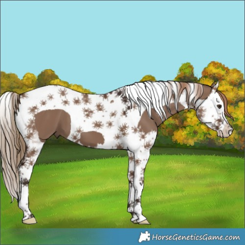 Horse Color:Liver Red Dun Splash Tobiano 
