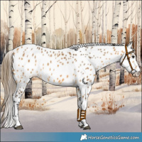 Horse Color:Buckskin Leopard 