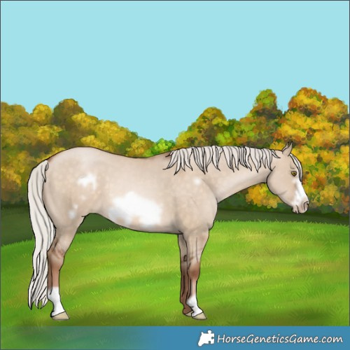 Horse Color:Silver Brown Pearl Dun Frame 