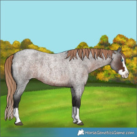 Horse Color:Liver Red Roan Splash 