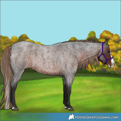 Horse Color:Liver Red Roan Splash 