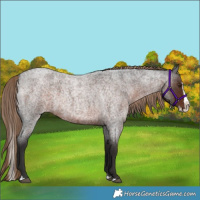 Horse Color:Liver Red Roan Splash