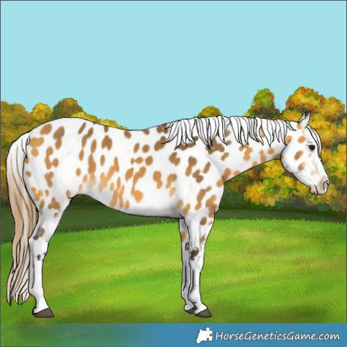 Horse Color:Buckskin Appaloosa 