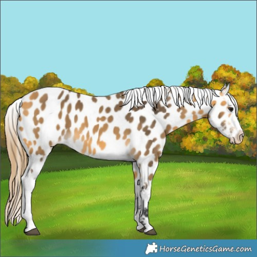 Horse Color:Buckskin Appaloosa 