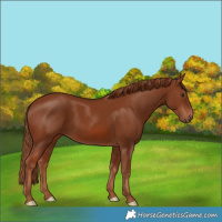 Horse Color:Chestnut 