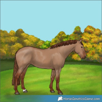 Horse Color:Red Dun 