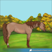 Horse Color:Red Dun 