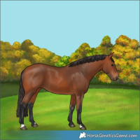 Horse Color:Bay 