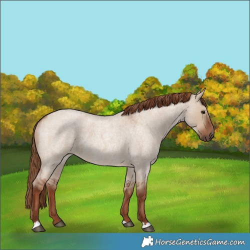 Horse Color:Red Dun Roan