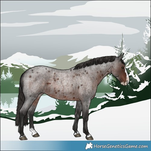 Horse Color:Liver Red Roan Splash 