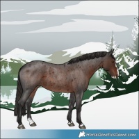 Horse Color:Liver Red Roan Splash