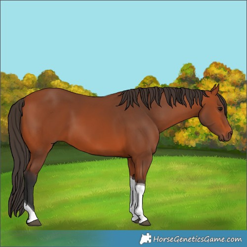 Horse Color:Bay Tobiano 