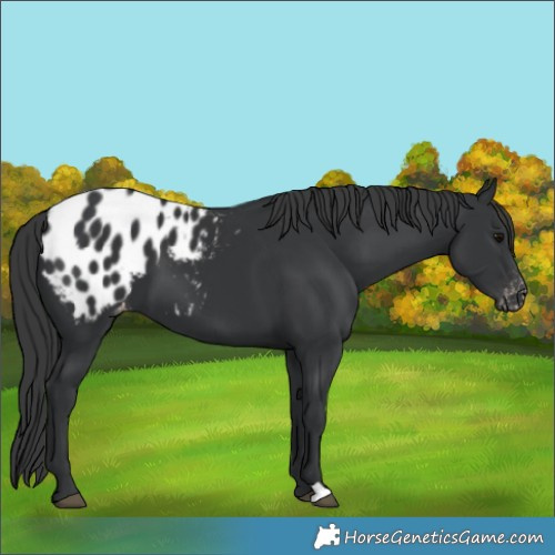 Horse Color:Black Appaloosa