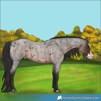 Horse Color:Liver Red Roan Splash 