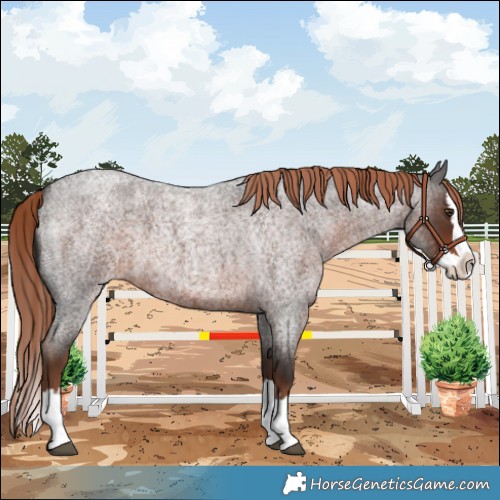 Horse Color:Liver Red Roan Splash 
