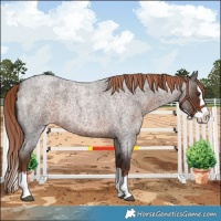 Horse Color:Liver Red Roan Splash 