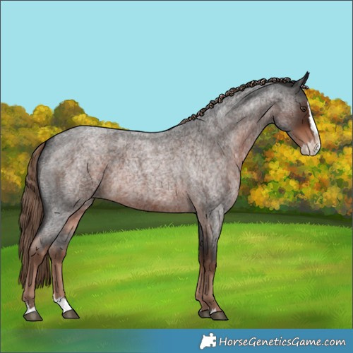 Horse Color:Liver Red Roan Splash 