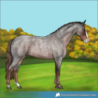 Horse Color:Liver Red Roan Splash 
