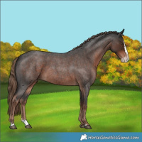 Horse Color:Liver Red Roan Splash 