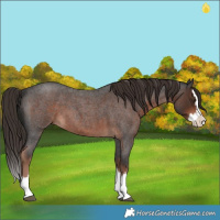 Horse Color:Liver Red Roan Splash 