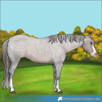 Horse Color:Liver Red Roan Splash Appaloosa 