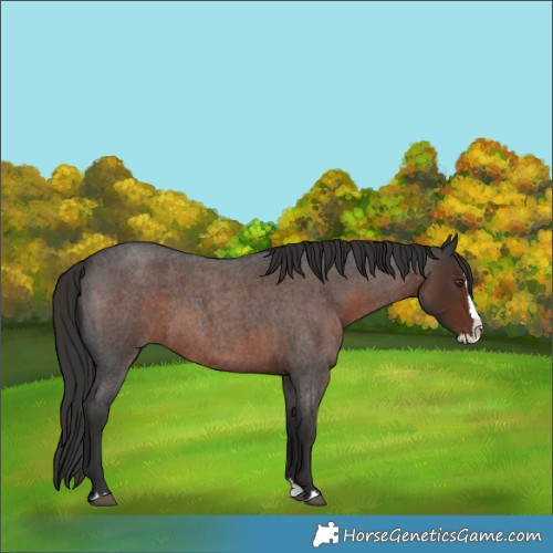 Horse Color:Liver Red Roan Splash