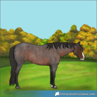 Horse Color:Liver Red Roan Splash 