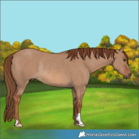 Horse Color:Red Dun Rabicano
