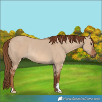 Horse Color:Red Dun Rabicano