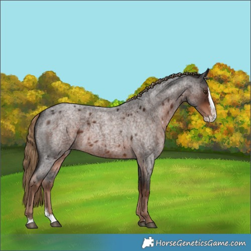 Horse Color:Liver Red Roan Splash