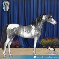 Horse Color:Black Sabino Tobiano Rabicano 
