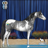 Horse Color:Black Sabino Tobiano Rabicano
