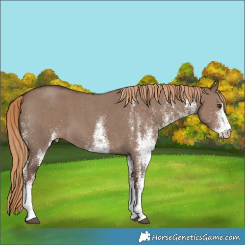 Horse Color:White Spotted Liver Red Dun 