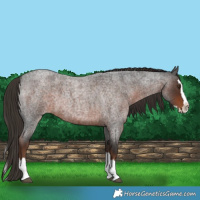 Horse Color:Liver Red Roan Splash