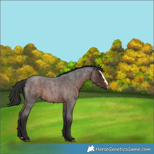 Horse Color:Liver Red Roan Splash 