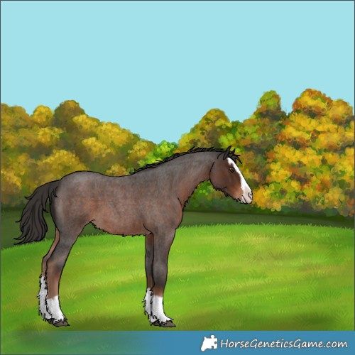 Horse Color:Liver Red Roan Splash 