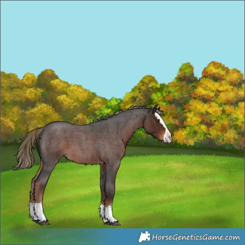 Horse Color:Liver Red Roan Splash 