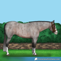 Horse Color:Liver Red Roan Splash 