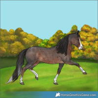 Horse Color:Liver Red Roan Splash