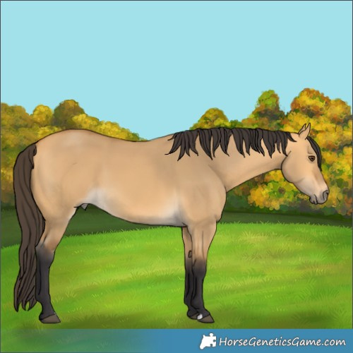 Horse Color:Buckskin Dun 