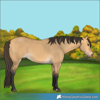 Horse Color:Buckskin Dun 