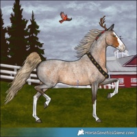 Horse Color:Chocolate Palomino Roan Splash