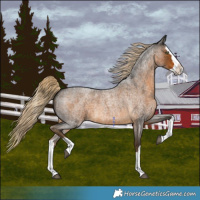 Horse Color:Chocolate Palomino Roan Splash