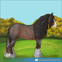 Horse Color:Liver Red Roan Splash