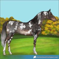 Horse Color:White Spotted Liver Chestnut Rabicano 