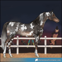 Horse Color:White Spotted Liver Chestnut Rabicano 